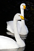 Pair of Whooper Swans (Cygnus Cygnus)